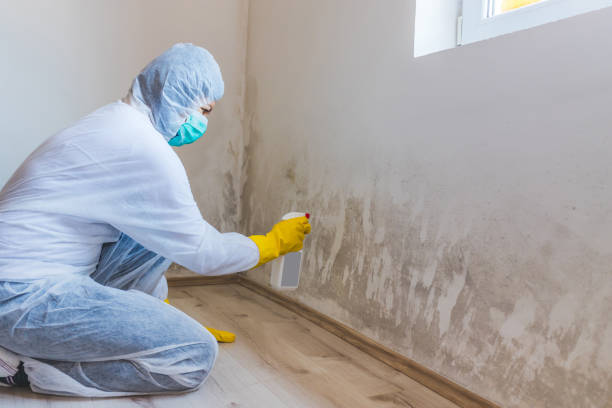 Licensed Commercial Mold Remediation service in Hudson, FL - WQB Mold Removal